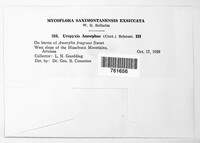 Uropyxis amorphae image